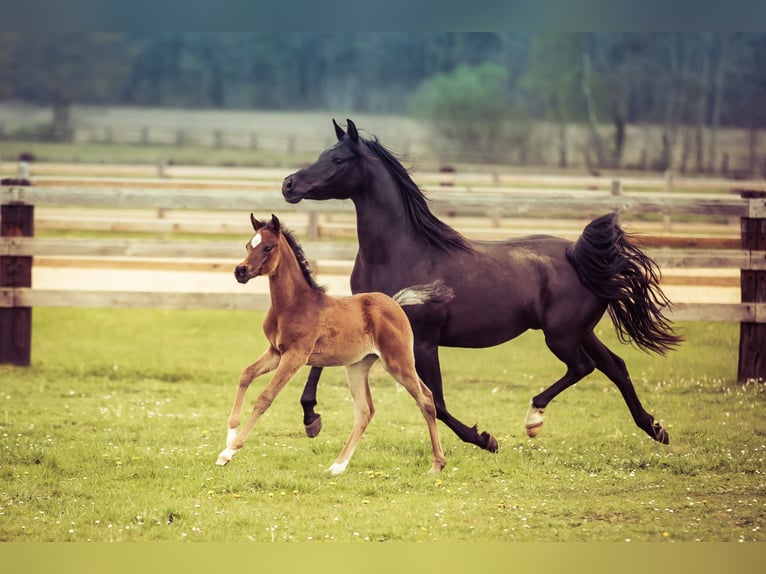 Pur-sang arabe Jument 3 Ans 153 cm Bai brun in Wangerland Hohenkirchen