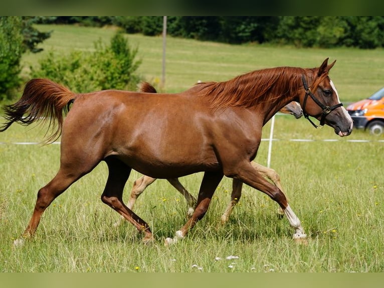 Pur-sang arabe Jument 3 Ans 153 cm Gris in Gemünden (Felda)