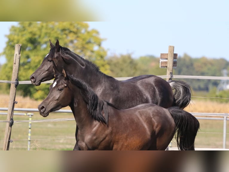 Pur-sang arabe Jument 3 Ans 153 cm Noir in Neuried
