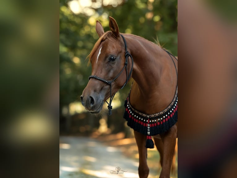 Pur-sang arabe Jument 3 Ans 154 cm Alezan in Theras