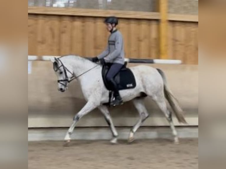 Pur-sang arabe Jument 3 Ans 154 cm Alezan in Gemünden (Felda)