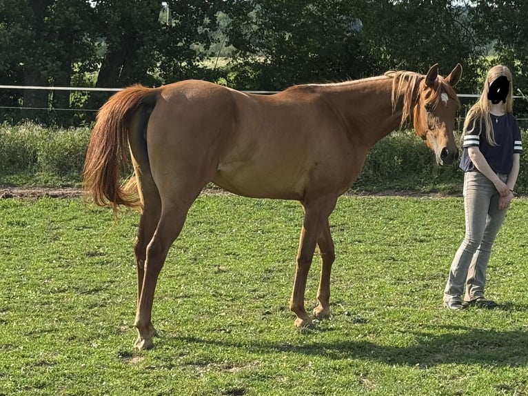 Pur-sang arabe Jument 3 Ans 154 cm Alezan in Herzberg am Harz