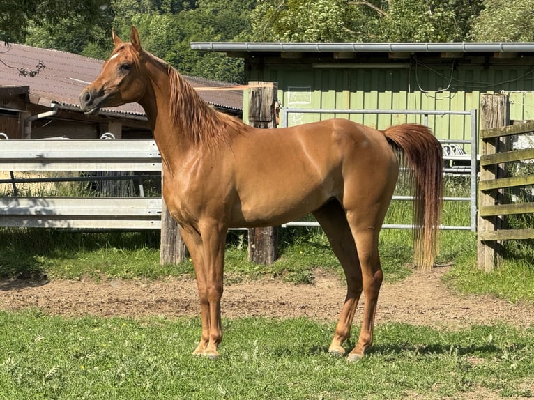 Pur-sang arabe Jument 3 Ans 154 cm Alezan in Herzberg am Harz