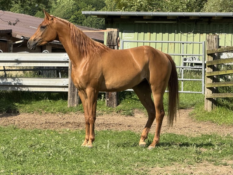 Pur-sang arabe Jument 3 Ans 154 cm Alezan in Herzberg am Harz