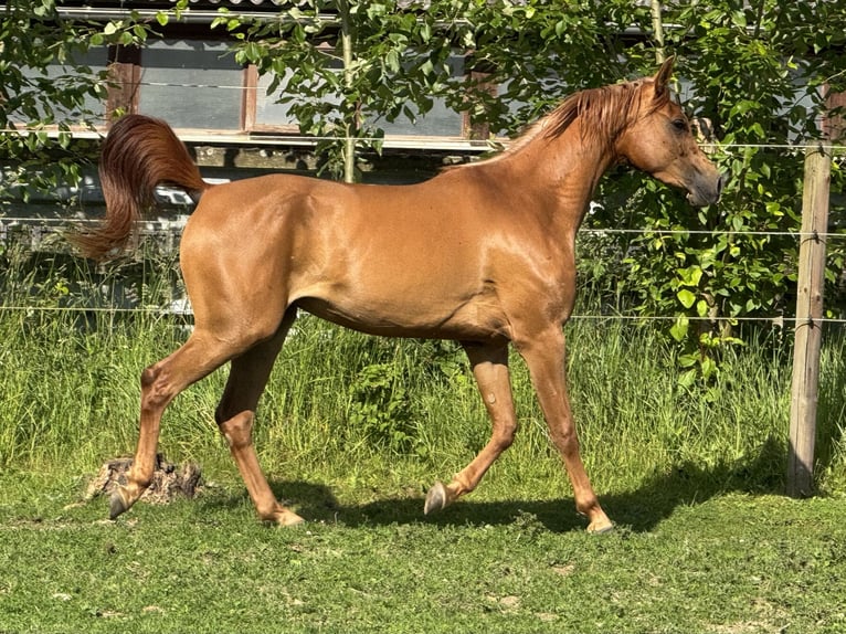 Pur-sang arabe Jument 3 Ans 154 cm Alezan in Herzberg am Harz
