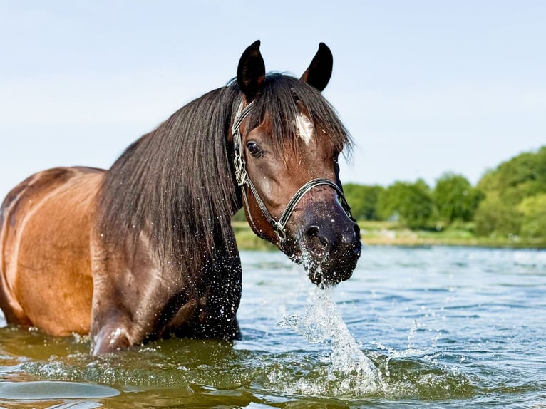 Pur-sang arabe Jument 3 Ans 154 cm Bai brun in Wangerland Hohenkirchen