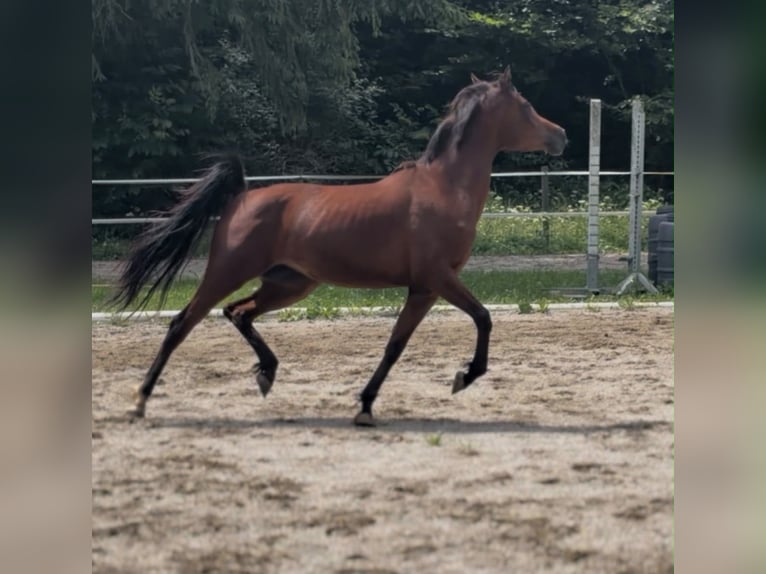 Pur-sang arabe Jument 3 Ans 154 cm Bai in NeudorfStattegg
