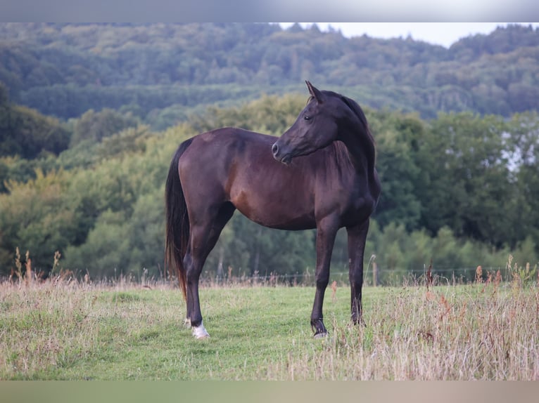 Pur-sang arabe Jument 3 Ans 154 cm Noir in Mariagerfjord