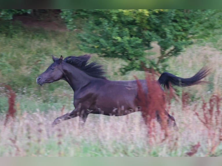 Pur-sang arabe Jument 3 Ans 154 cm Noir in Mariagerfjord