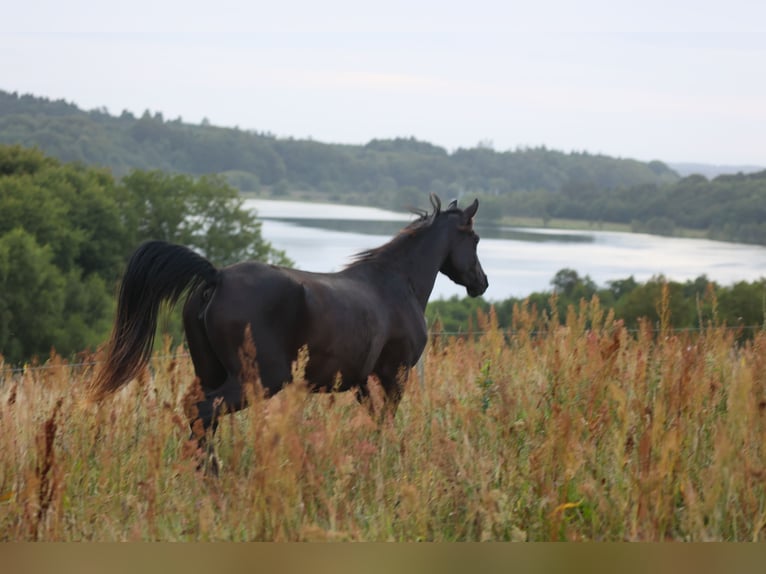 Pur-sang arabe Jument 3 Ans 154 cm Noir in Mariagerfjord