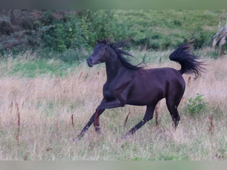 Pur-sang arabe Jument 3 Ans 154 cm Noir in Mariagerfjord