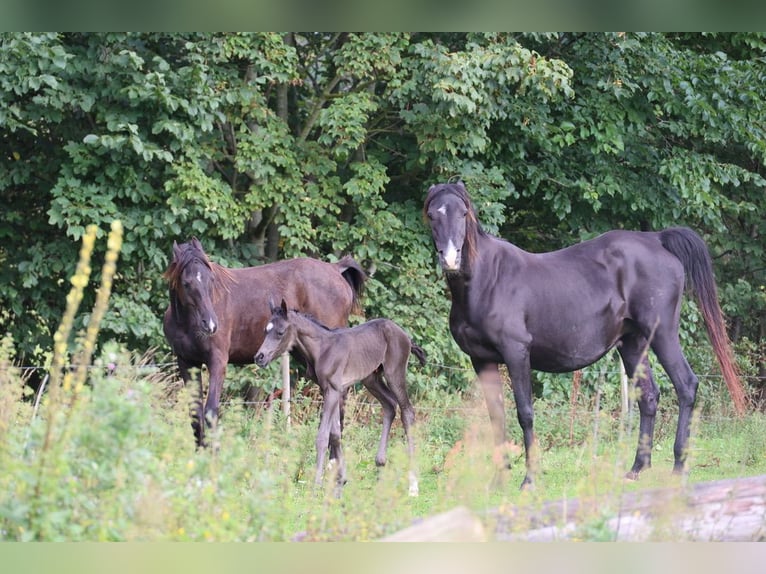 Pur-sang arabe Jument 3 Ans 154 cm Noir in Mariagerfjord