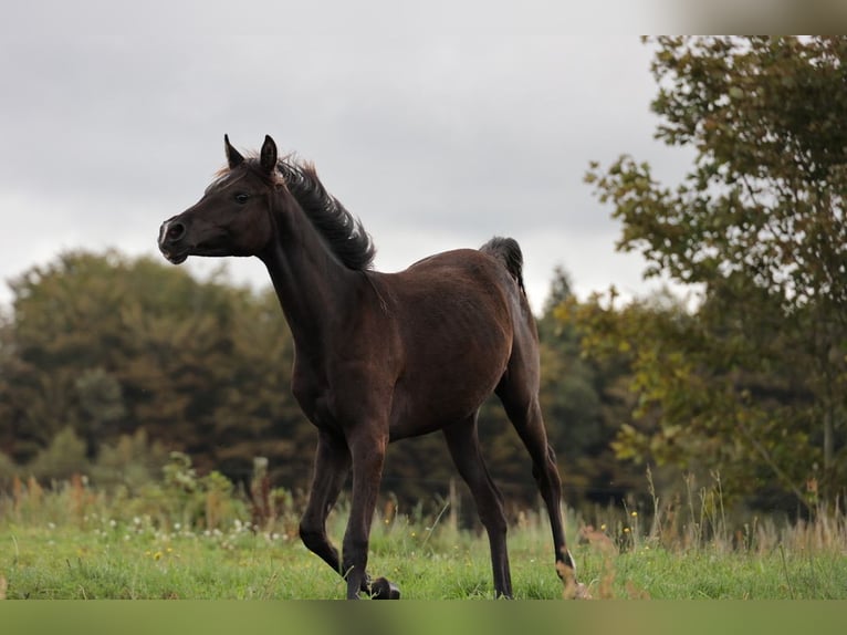 Pur-sang arabe Jument 3 Ans 154 cm Noir in Mariagerfjord