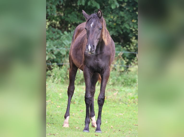 Pur-sang arabe Jument 3 Ans 154 cm Noir in Mariagerfjord