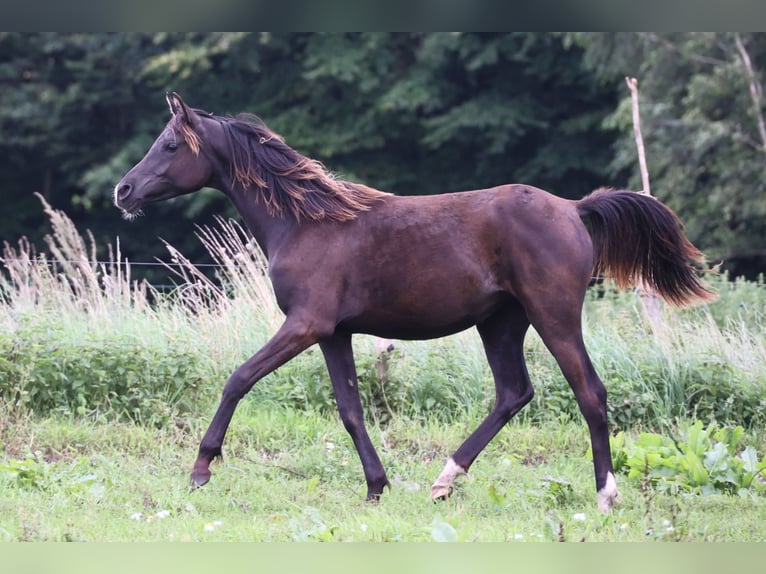 Pur-sang arabe Jument 3 Ans 154 cm Noir in Mariagerfjord