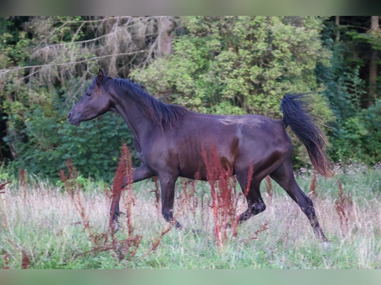 Pur-sang arabe Jument 3 Ans 154 cm Noir in Mariagerfjord