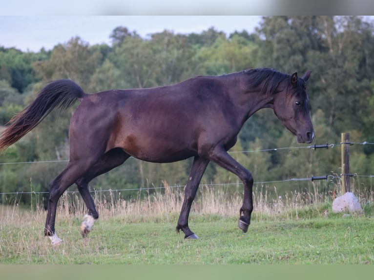 Pur-sang arabe Jument 3 Ans 154 cm Noir in Mariagerfjord
