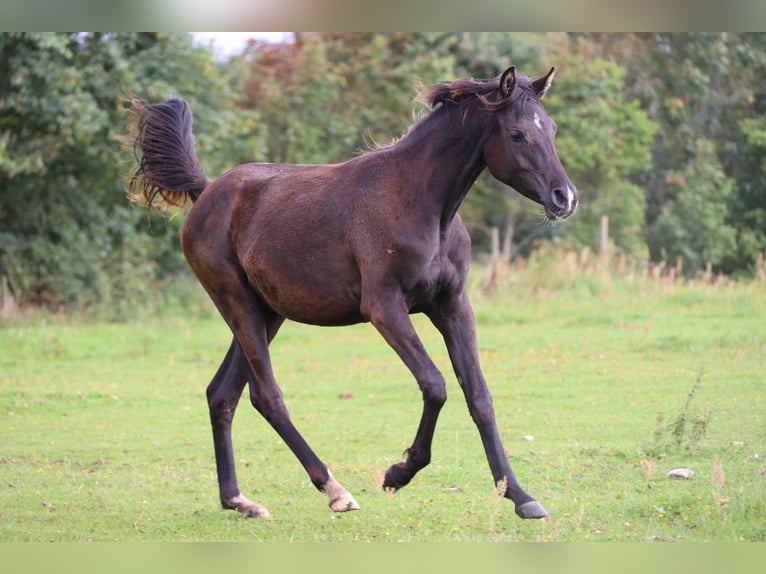 Pur-sang arabe Jument 3 Ans 154 cm Noir in Mariagerfjord