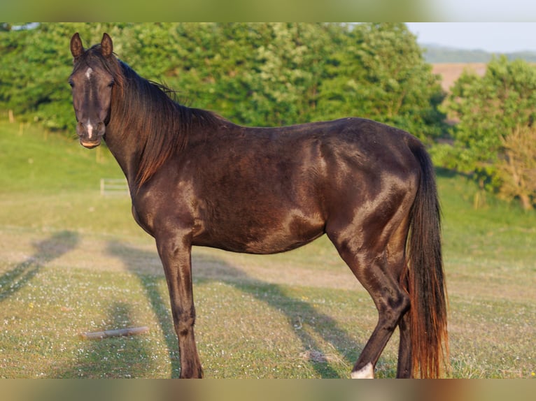 Pur-sang arabe Jument 3 Ans 154 cm Noir in Mariagerfjord
