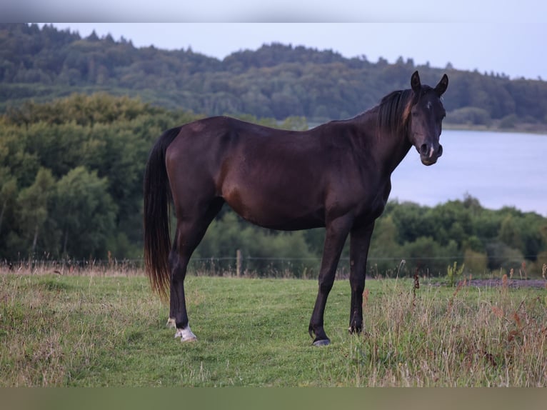 Pur-sang arabe Jument 3 Ans 154 cm Noir in Mariagerfjord
