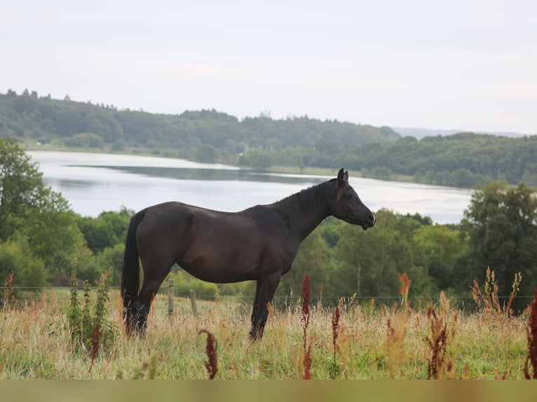Pur-sang arabe Jument 3 Ans 154 cm Noir in Mariagerfjord