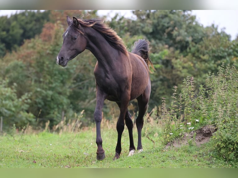 Pur-sang arabe Jument 3 Ans 154 cm Noir in Mariagerfjord