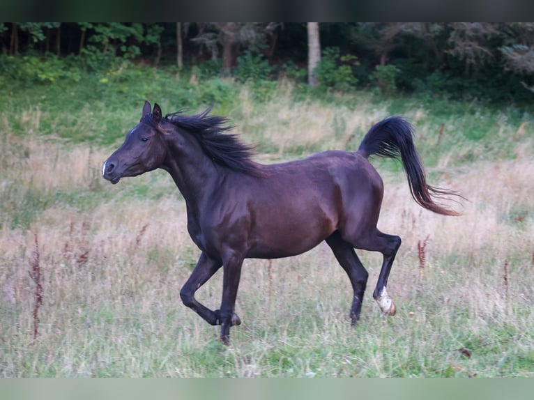 Pur-sang arabe Jument 3 Ans 154 cm Noir in Mariagerfjord