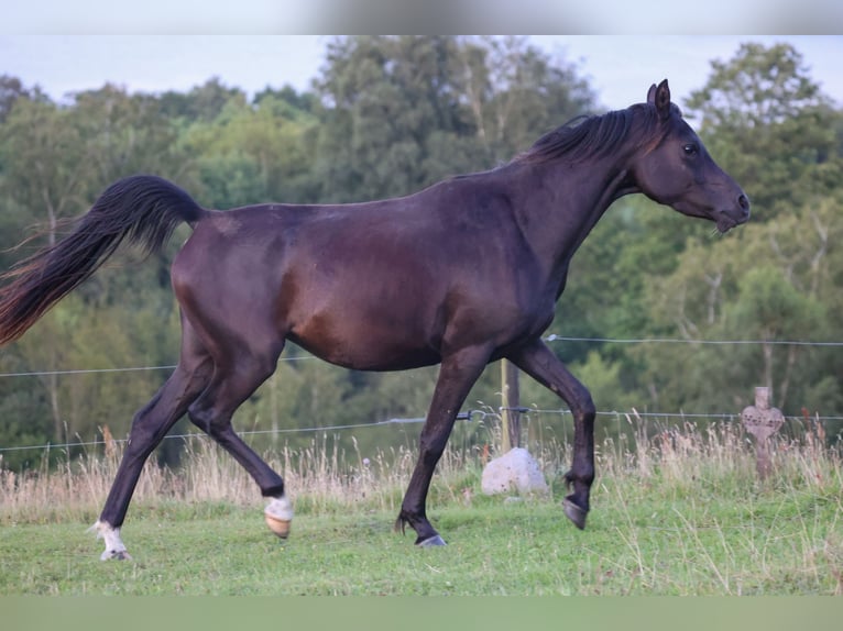 Pur-sang arabe Jument 3 Ans 154 cm Noir in Mariagerfjord