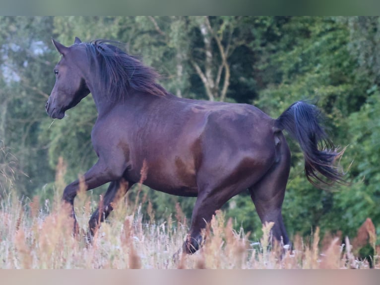Pur-sang arabe Jument 3 Ans 154 cm Noir in Mariagerfjord