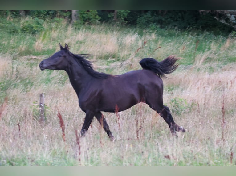 Pur-sang arabe Jument 3 Ans 154 cm Noir in Mariagerfjord