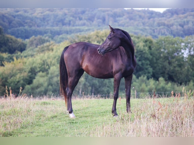 Pur-sang arabe Jument 3 Ans 154 cm Noir in Mariagerfjord