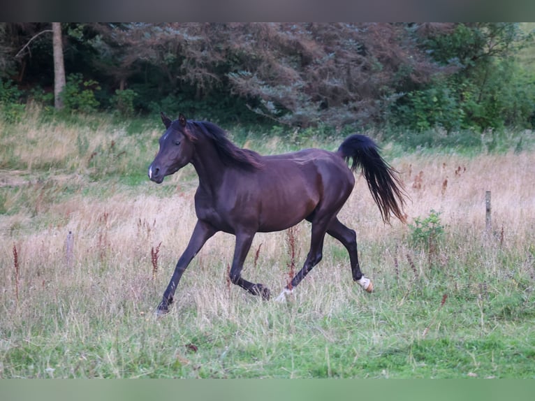 Pur-sang arabe Jument 3 Ans 154 cm Noir in Mariagerfjord