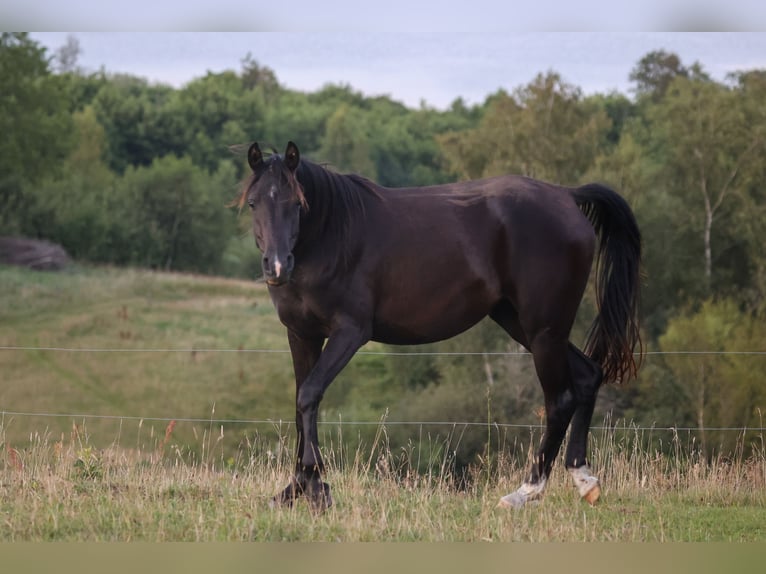 Pur-sang arabe Jument 3 Ans 154 cm Noir in Mariagerfjord