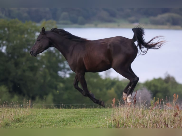 Pur-sang arabe Jument 3 Ans 154 cm Noir in Mariagerfjord