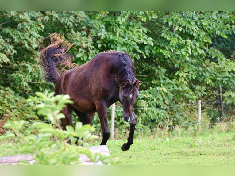 Pur-sang arabe Jument 3 Ans 154 cm Noir in Mariagerfjord