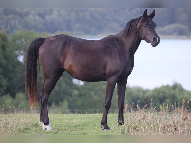 Pur-sang arabe Jument 3 Ans 154 cm Noir in Mariagerfjord