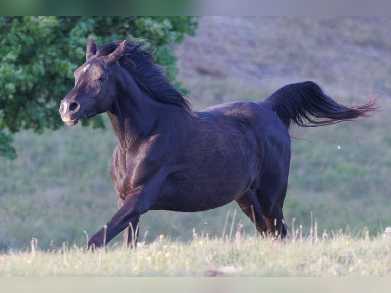 Pur-sang arabe Jument 3 Ans 154 cm Noir in Mariagerfjord