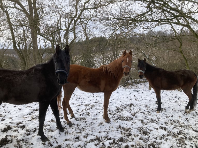 Pur-sang arabe Jument 3 Ans 155 cm Alezan in Theras