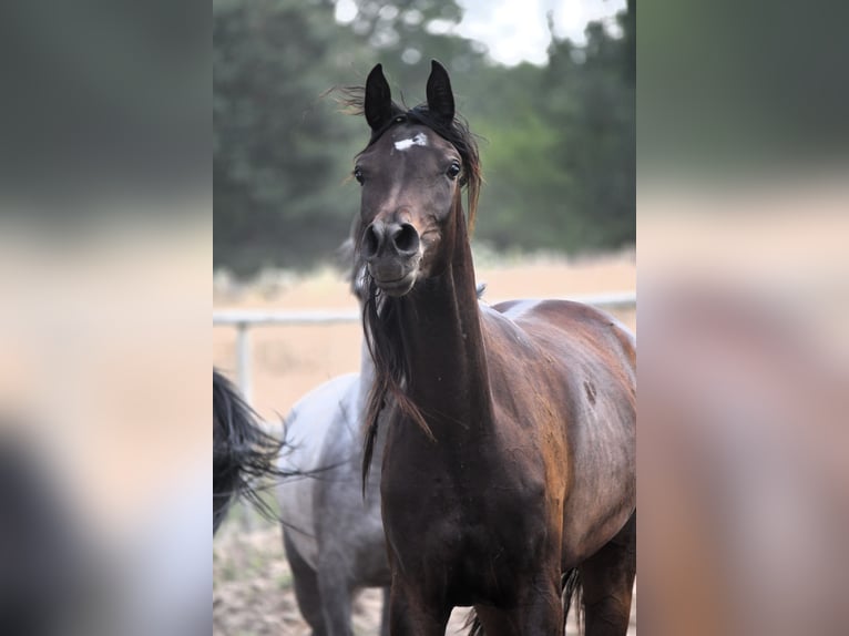 Pur-sang arabe Jument 3 Ans 155 cm Bai brun foncé in Be&#x142;&#x17C;yce