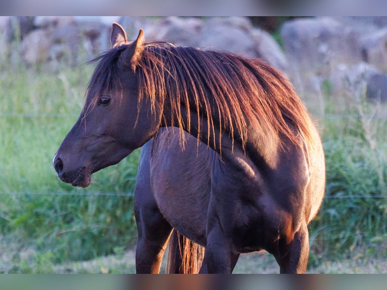 Pur-sang arabe Jument 3 Ans 155 cm Noir in Mariagerfjord