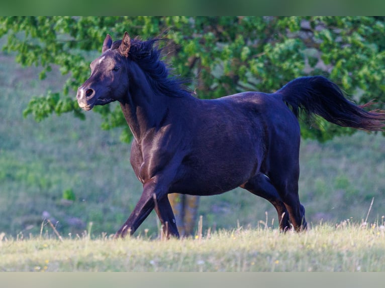 Pur-sang arabe Jument 3 Ans 155 cm Noir in Mariagerfjord