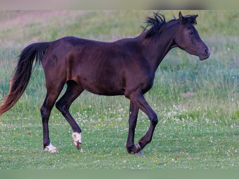 Pur-sang arabe Jument 3 Ans 155 cm Noir in Mariagerfjord