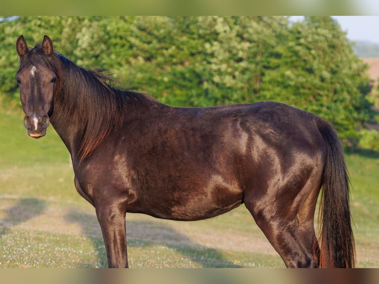 Pur-sang arabe Jument 3 Ans 155 cm Noir in Mariagerfjord