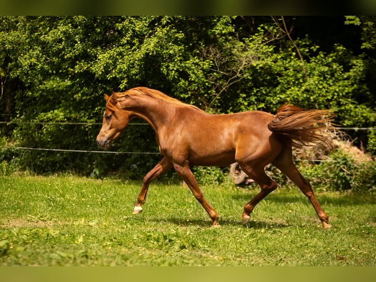 Pur-sang arabe Jument 3 Ans 156 cm Alezan in Amtzell