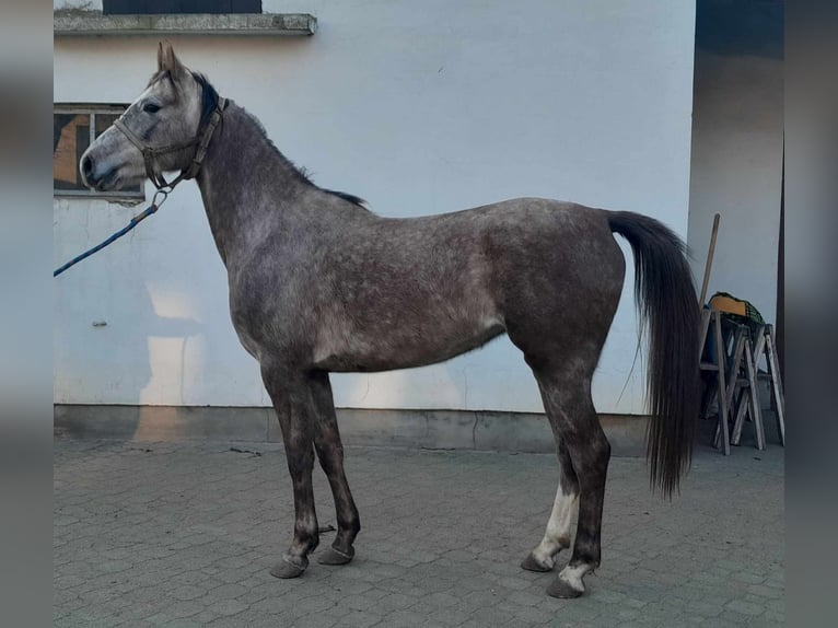 Pur-sang arabe Jument 3 Ans 156 cm Gris in Nowa Mała Wieś