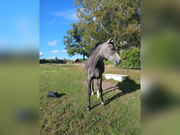 Pur-sang arabe Jument 3 Ans 156 cm Gris in Charlottenberg
