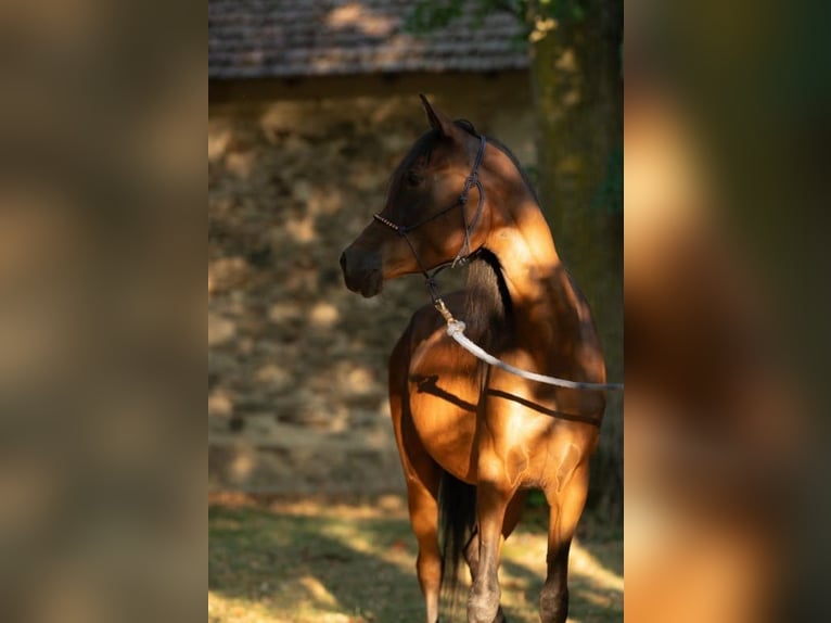 Pur-sang arabe Jument 3 Ans 158 cm Bai in Theras