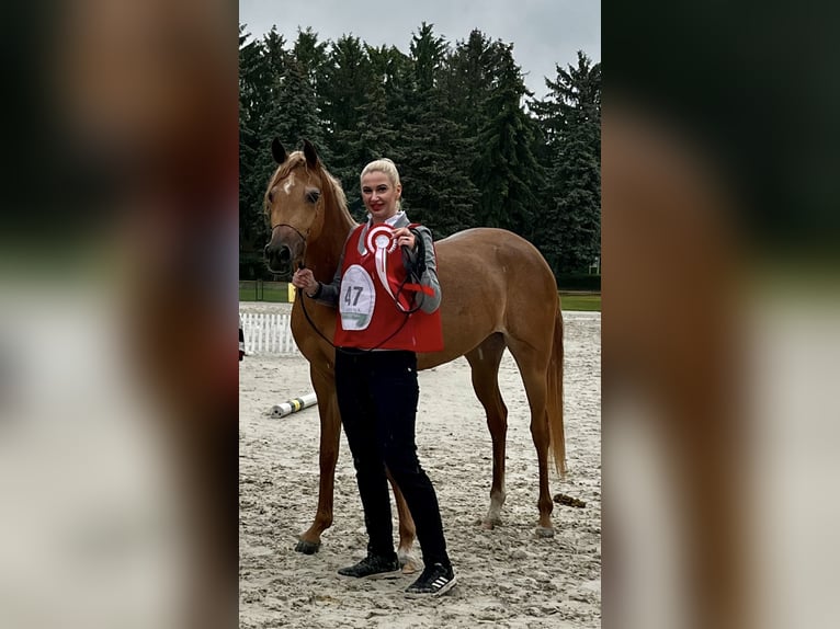 Pur-sang arabe Jument 3 Ans Alezan brûlé in Polgár