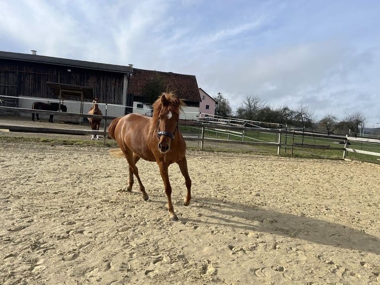 Pur-sang arabe Jument 4 Ans 144 cm Alezan in Kastl