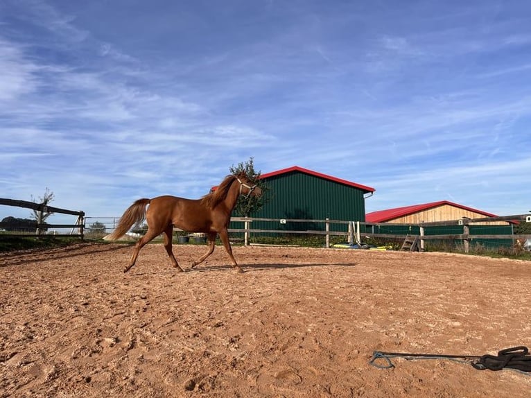 Pur-sang arabe Jument 4 Ans 144 cm Alezan in Kastl